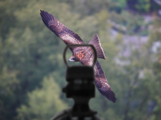 Wildlife Photography with Tactical Four Reticle Sight
