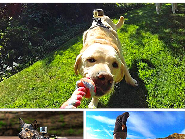 Hound Dog Fetch Harness Adjustable Chest Strap Mount